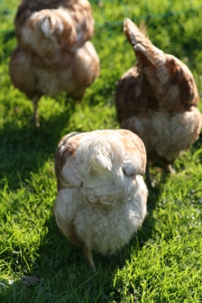 Unsere Hennen auf der Weide