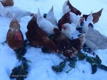 Hühnerfütterung im Schnee